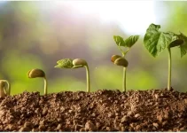 Công nghệ bức xạ – Cải thiện khả năng nảy mầm các loại hạt giống cây trồng