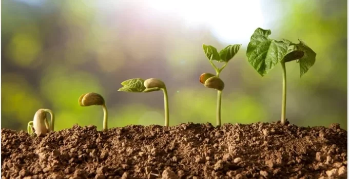 Công nghệ bức xạ – Cải thiện khả năng nảy mầm các loại hạt giống cây trồng