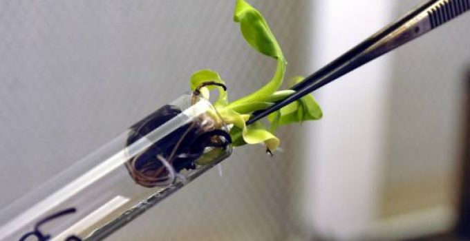 Kỹ thuật hạt nhân tăng cường khả năng kháng bệnh chống lại bệnh héo rũ do nấm Fusarium