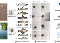 Bức xạ tác động tới thói quen sinh sản của các loài cá Cyprinid